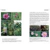 Peonies of the World Vol. 2 - Polymorphism and Diversity - sample page