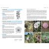 Field Guide to the Wild Flowers of the Western Mediterranean, 2nd Edition - sample pages
