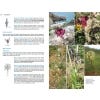 Field Guide to the Wild Flowers of the Algarve Second edition - sample pages