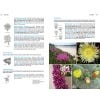 Field Guide to the Wild Flowers of the Algarve Second edition - sample pages