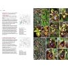 Field Guide to the Orchids of Europe and the Mediterranean - sample pages