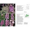 Field Guide to the Orchids of Europe and the Mediterranean - sample pages