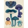 Fungarium Postcards - Sample page