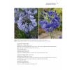 The Genus Agapanthus - Sample page