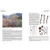 The Genus Betula: A Taxonomic Revision of Birches - 2016 reprint - sample page