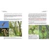 The Genus Betula: A Taxonomic Revision of Birches - 2016 reprint - sample page