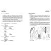 The Genus Betula: A Taxonomic Revision of Birches - 2016 reprint - sample page
