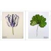 The Shirley Sherwood Collection: Modern Masterpieces of Botanical Art - sample pages