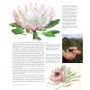 The Smallest Kingdom: Plants and Plant Collectors at the Cape of Good Hope - Sample page