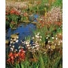 The Smallest Kingdom: Plants and Plant Collectors at the Cape of Good Hope - Sample page