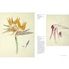 Treasures of Botanical Art - sample pages