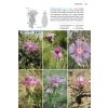 Field Guide to the Wild Flowers of the Western Mediterranean - sample page