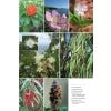 Field Guide to the Wild Flowers of the Eastern Mediterranean - sample page