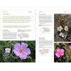 Wild Plants of Southern Spain: A Guide to the Native Plants of Andalucia - sample pages