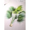 Kew Palm T-shirt, detail of the print