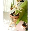 Hydrating Olla Self Watering System, Green White Stripes