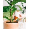 Hydrating Olla Self Watering System, Speckled White
