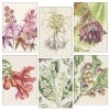 Plants of the Qur'an Set of 6 Concertina Postcards