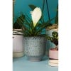 Reactive Glaze Navy Orchid Planter, 13cm