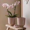 Ivyline Planter, Earthenware, Rose from Ivyline