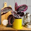 Recycled Ocean Plastic 15cm Pot & Saucer, Yellow