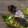 Metal Butterfly, Red Admiral