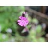 Kew Wildflowers Seedball Tube, Red Campion