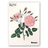 Rose Greeting Cards Set of 8