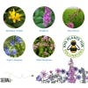 Bee Mix Seedball Grab Bag