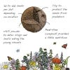 Kew Herb Seedball Tube, Mint