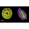 Seeds: Time Capsules of Life, two internal pages of the book