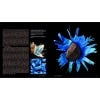 Seeds: Time Capsules of Life, two internal pages of the book