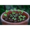 Shade Mix Seedball Grab Bag