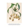 Orchid: a cultural history - sample pages