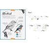 The Kew Book of Drawing Flora and Fauna spread - Bluebird project