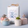Shell on Earth, super crush recycled whelk shells tied with a recyclable bow. Surrounded by succulents.