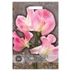 Sweet Pea Lathyrus Tickled Pink 