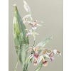 The Kew Book of Painting Orchids in Watercolour - inside