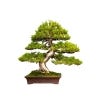 Bonsai Plants Seed Kit