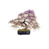 Bonsai Plants Seed Kit
