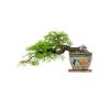 Bonsai Plants Seed Kit