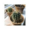 Cactus Mix Seed Growing Kit