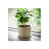 Coffee Bean Plant Seed Growing Kit