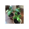 Coffee Bean Plant Seed Growing Kit