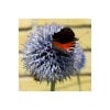 Wildlife Garden Seed Growing Kit