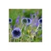Wildlife Garden Seed Growing Kit