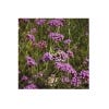 Wildlife Garden Seed Growing Kit