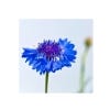 Wildlife Garden Seed Growing Kit