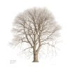 Treasured Trees - inside page