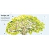 Up in the Canopy - fold out Kapok Tree